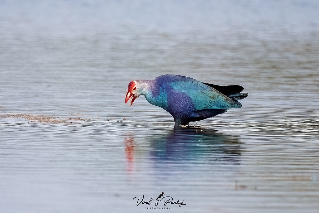 Purple Swamphen